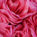 Camellia