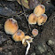 Mica Cap