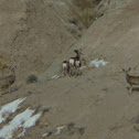 mule deer