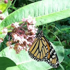 Monarch butterfly