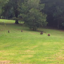 Wallabies