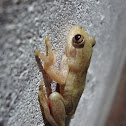 Rana platanera