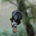 Rhinoceros beetle