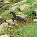 Green heron