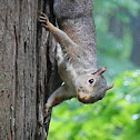 Eastern Gray Squirrel