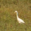 Intermediate Egret