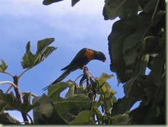 IMG_0894 (Medium)