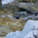 American Dipper