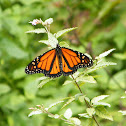 Monarch Butterfly