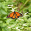 Monarch Butterfly