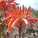 Aloe