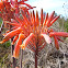 Aloe