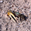 Fiddler Crab