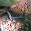 Cave Centipede