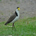 Masked Lapwing