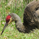 Sandhill Crane + Nest/video