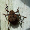 Eucalyptus Snout Beetle