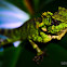 Kuhl's Angle-headed Lizard