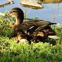 Mallard (female)
