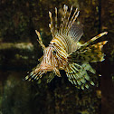 Devil Firefish