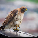 Red-Tailed Hawk