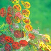 Lady Bug Tree.jpg