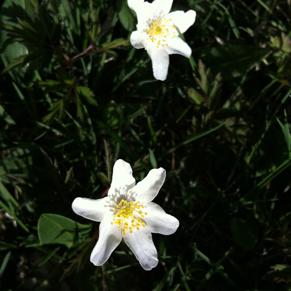 Spotting Image 1