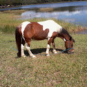 Pony