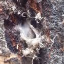 Spider web