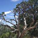 Bristlecone Pine