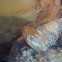 Copperhead