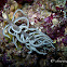Briareum Phyllodesmium