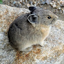 American Pika