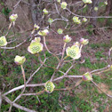 Dogwood