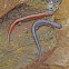 Zigzag Salamander