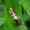 Juniper Shield Bug