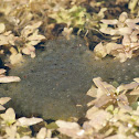 Frogspawn