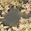 Frogspawn