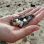 Coquina