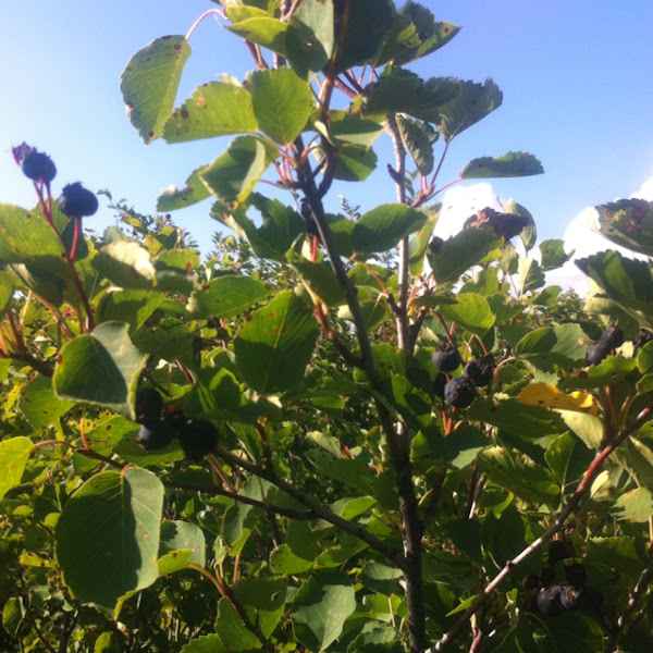 Saskatoon Berry Bush Project Noah