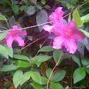 Azalea