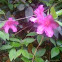 Azalea