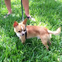 Chihuahua