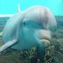 Atlantic Bottlenose Dolphin