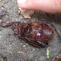 Female Rhino-beetle
