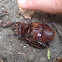 Female Rhino-beetle