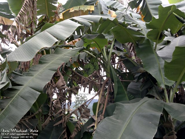 Banana
