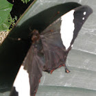 Silver studded leafwing
