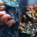 Flammulina velutipes