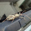 Wheel Bug